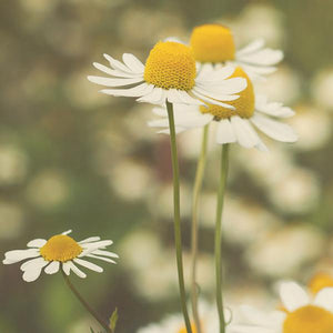 A Portrait of Chamomile